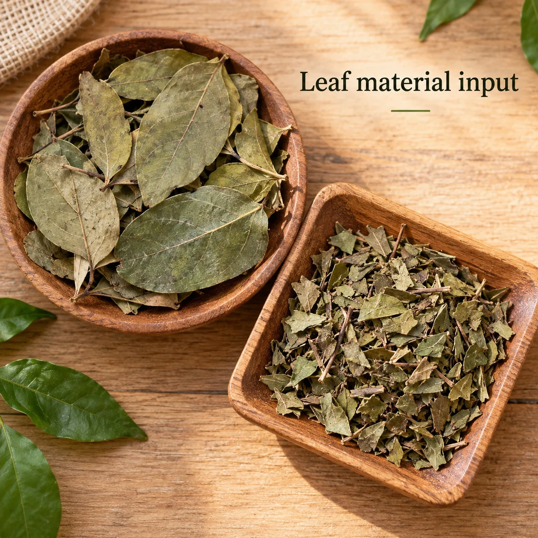Muira Puama Leaf ingredient sourcing