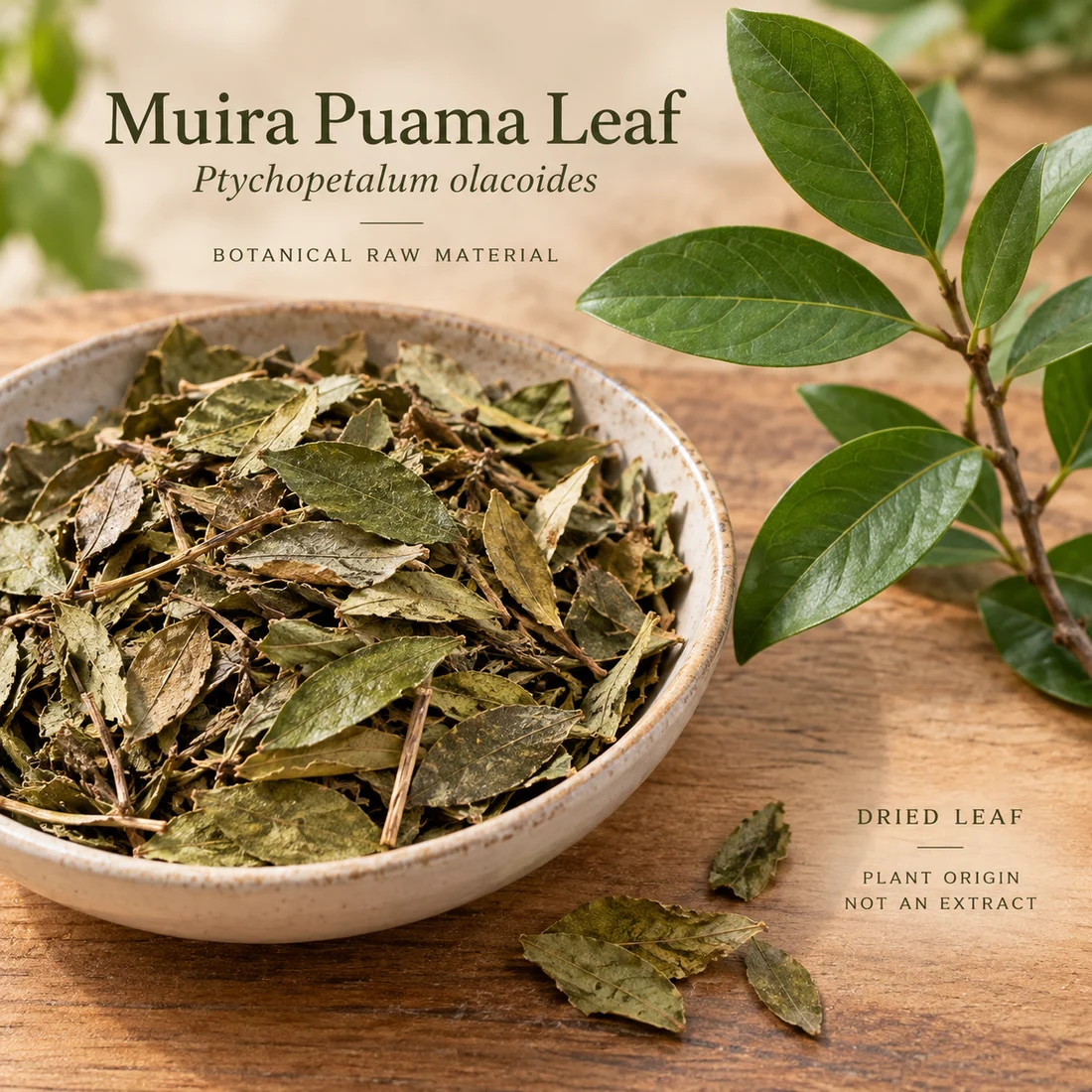 Muira Puama Leaf ingredient sourcing