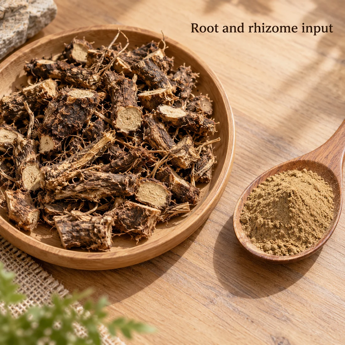 Polypodium Root and Rhizome Extract ingredient sourcing