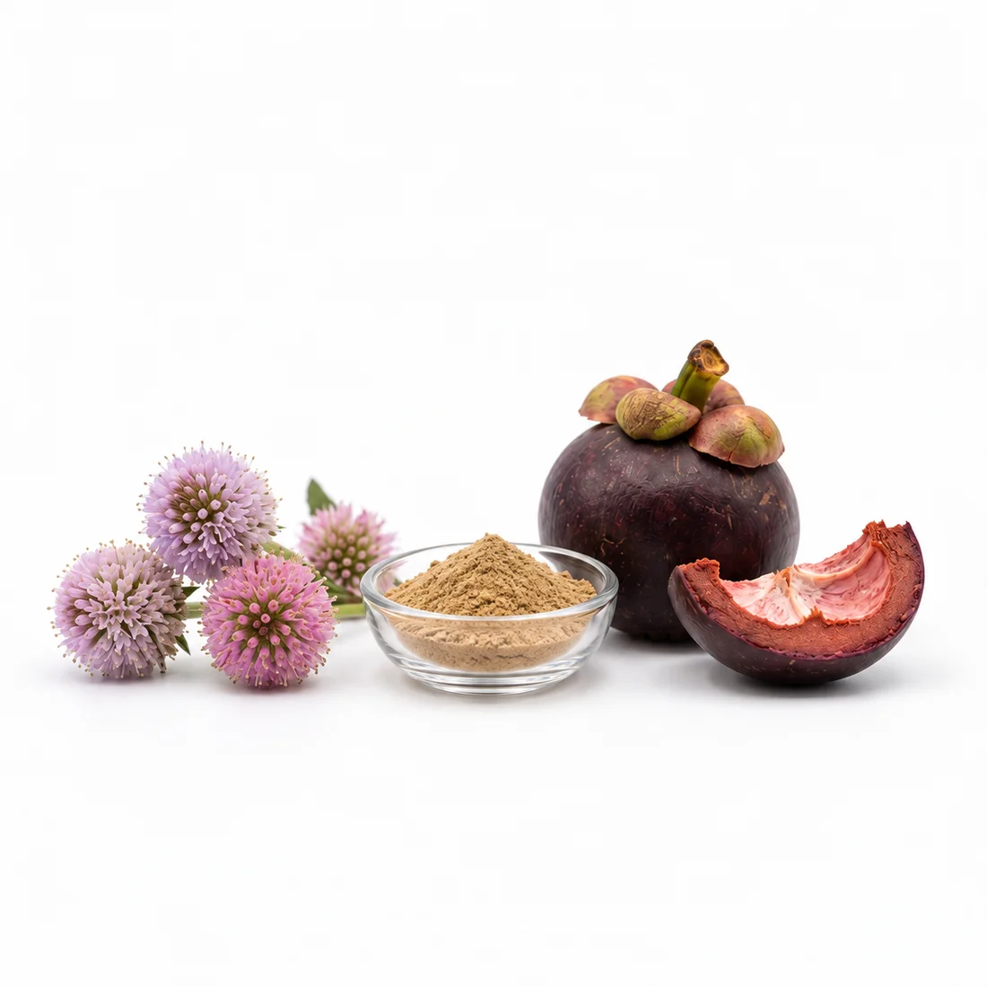 Sphaeranthus and mangosteen extract blend sourcing concept