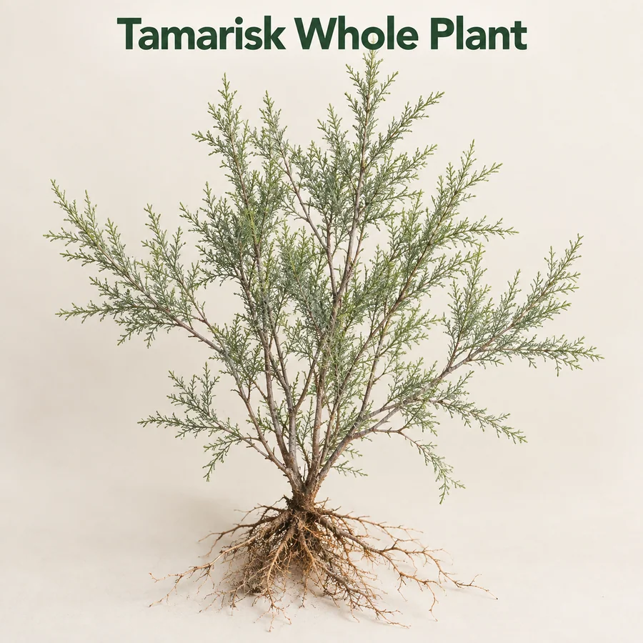 Tamarisk whole-plant botanical ingredient marketing visual