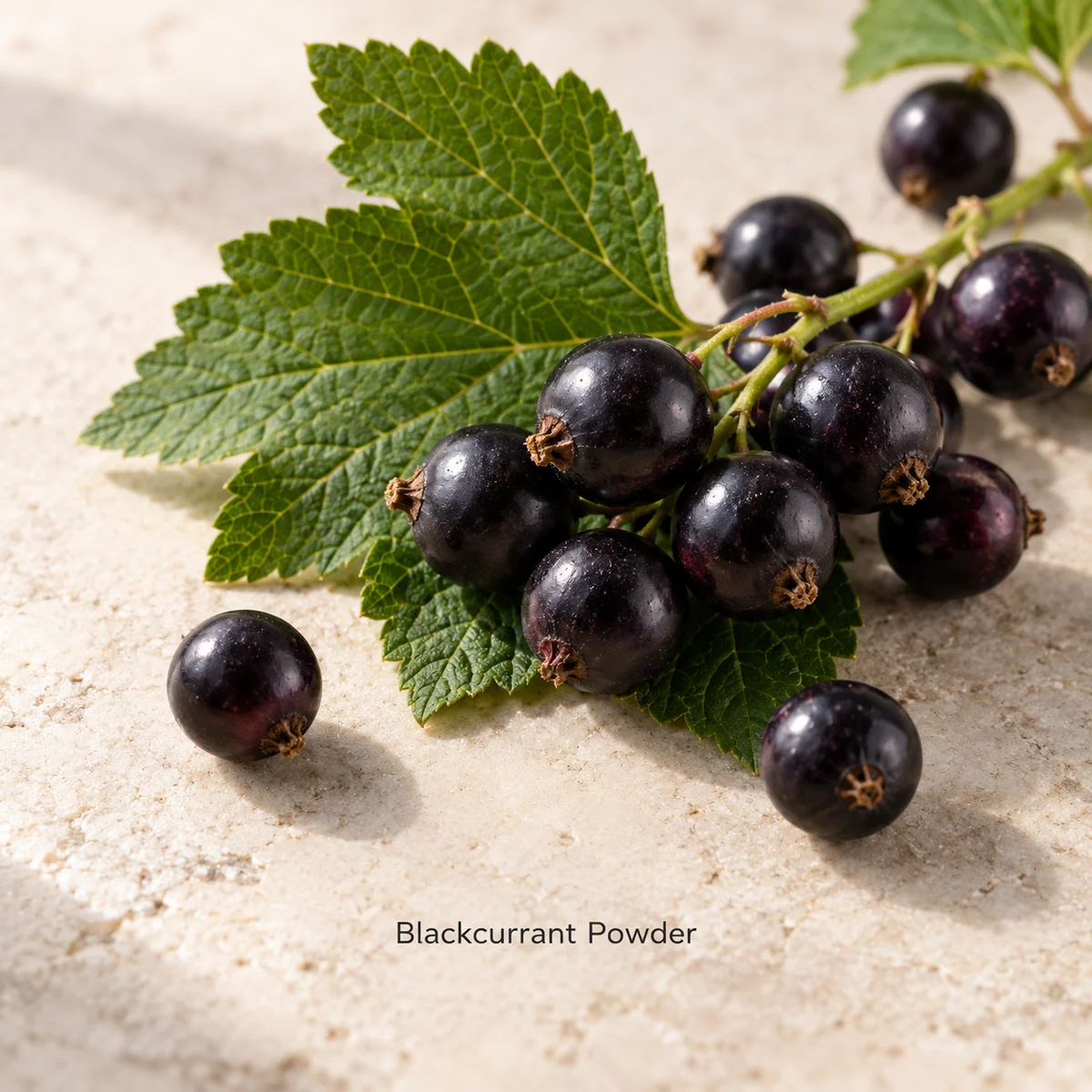 Blackcurrant Powder fruit sourcing concept
