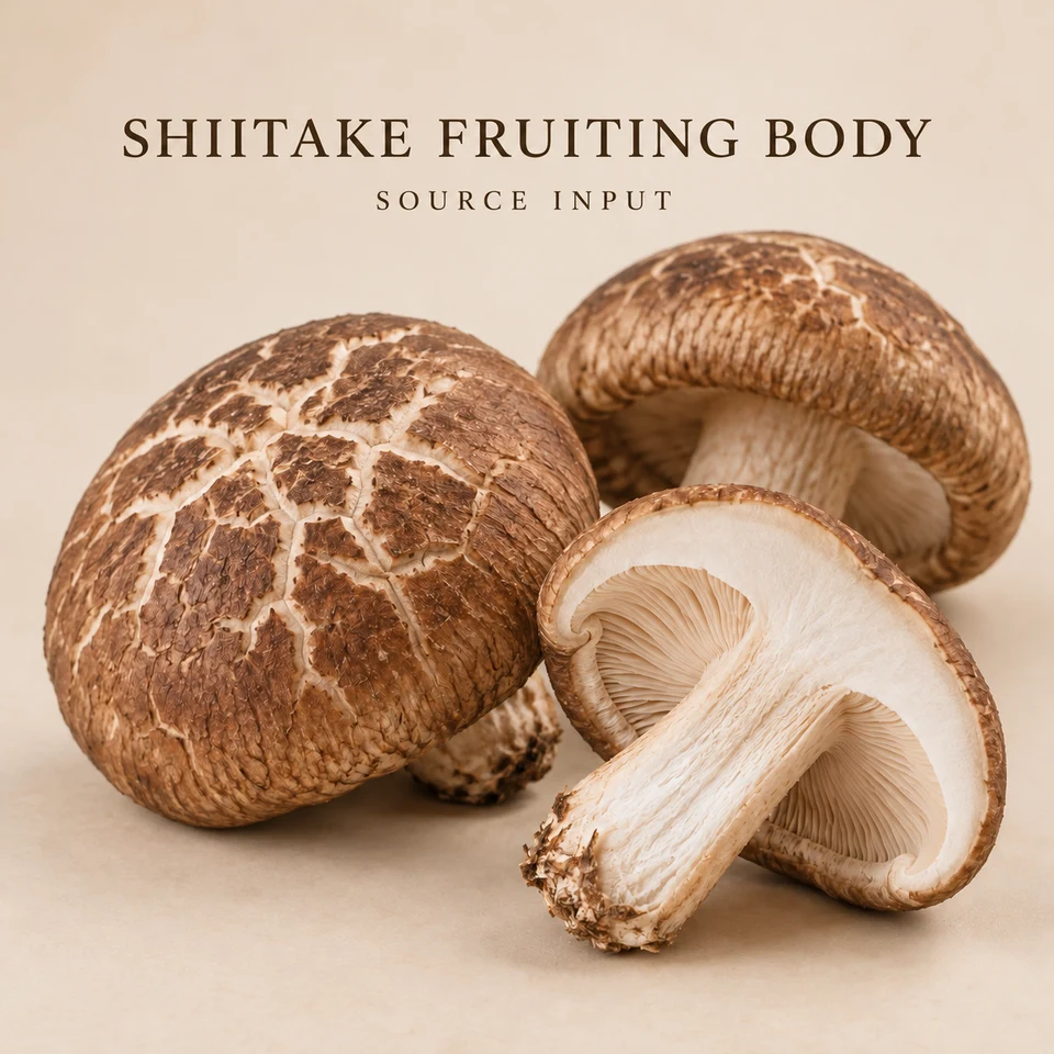 Shiitake fruiting bodies as an extract source input