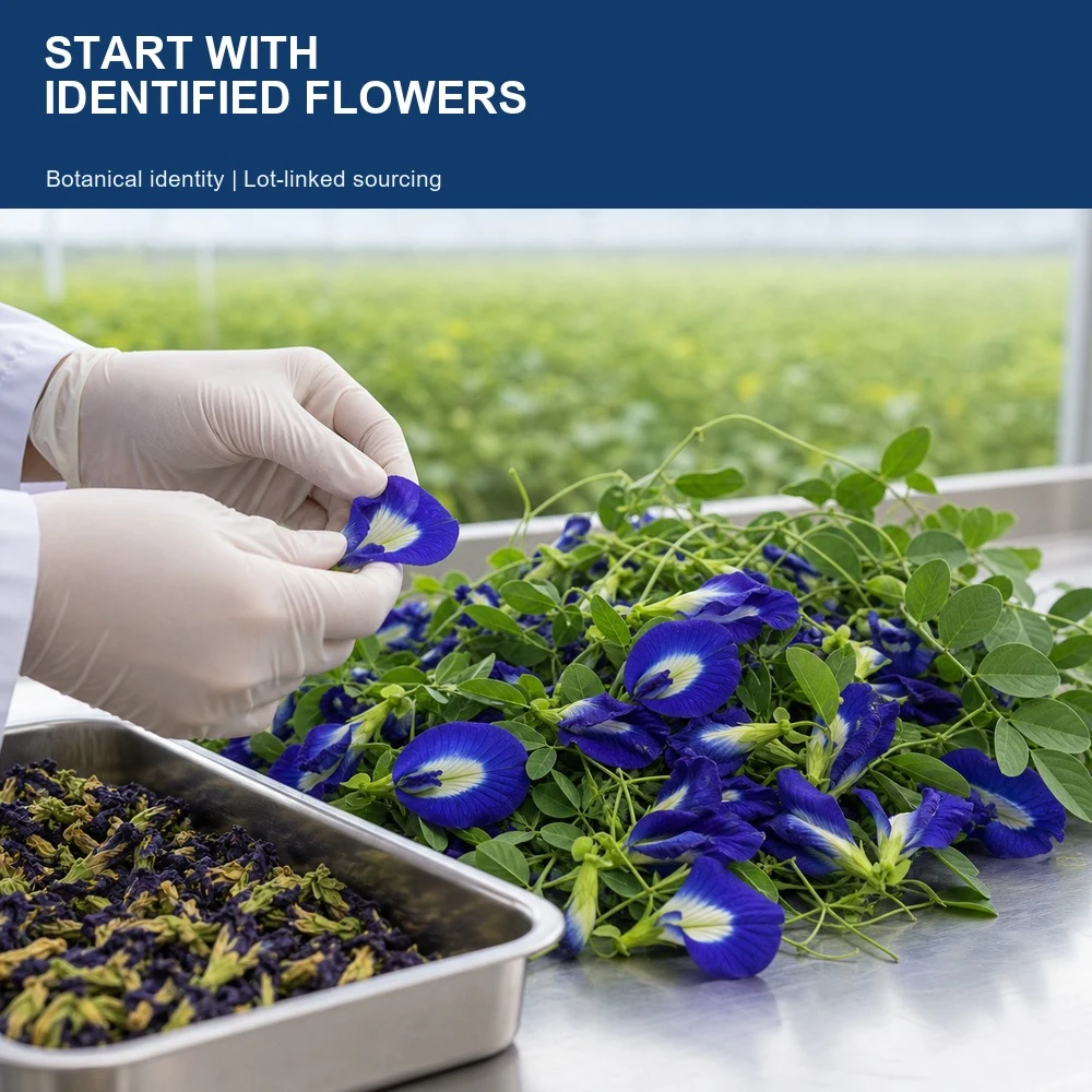 Butterfly Pea Flower Extract product format presentation