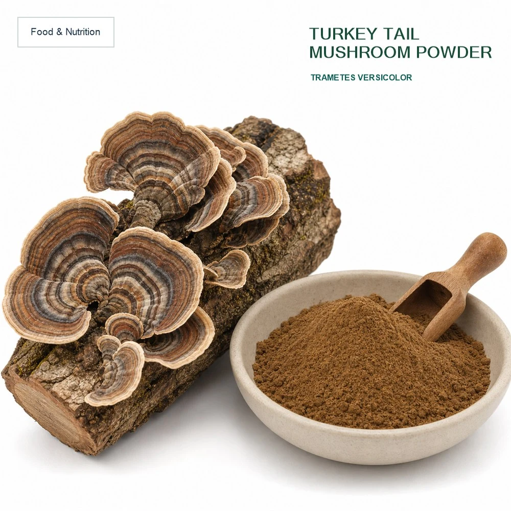 Turkey Tail Mushroom Powder product sourcing presentation