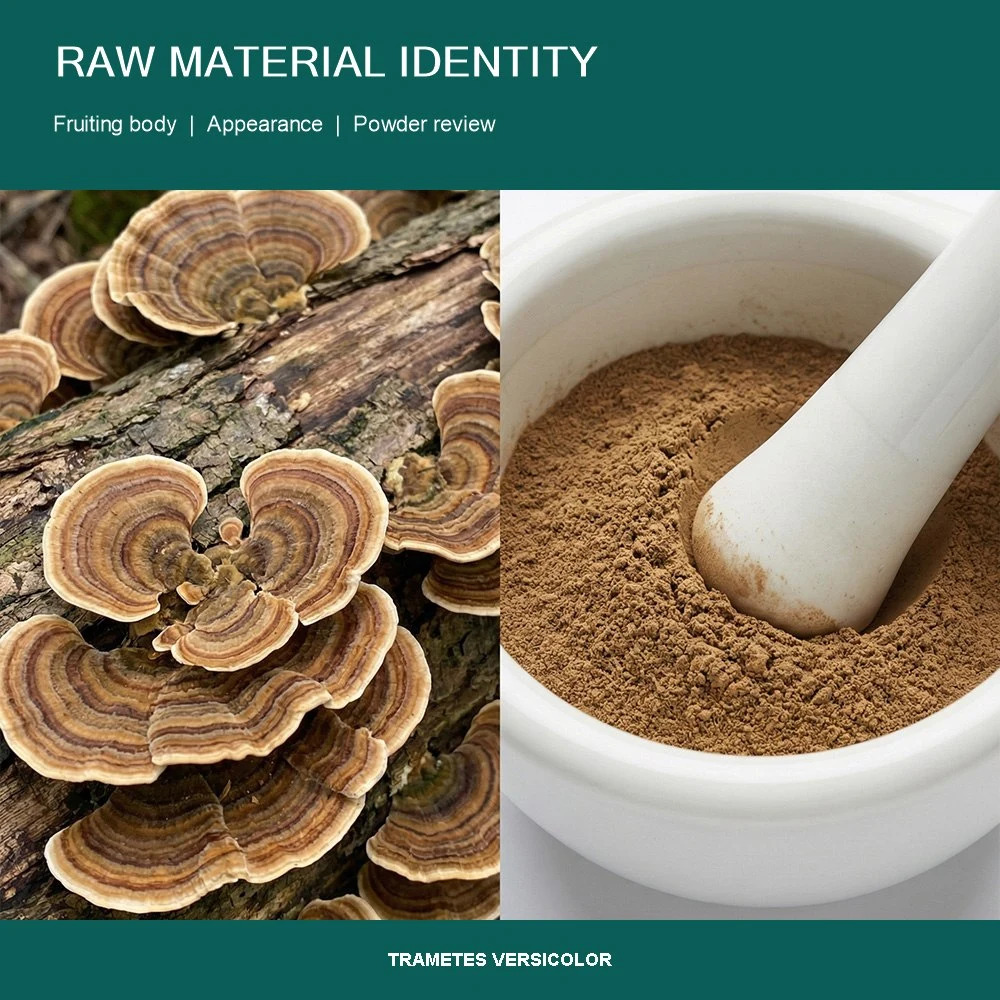 Turkey Tail Mushroom Powder ingredient and specification presentation