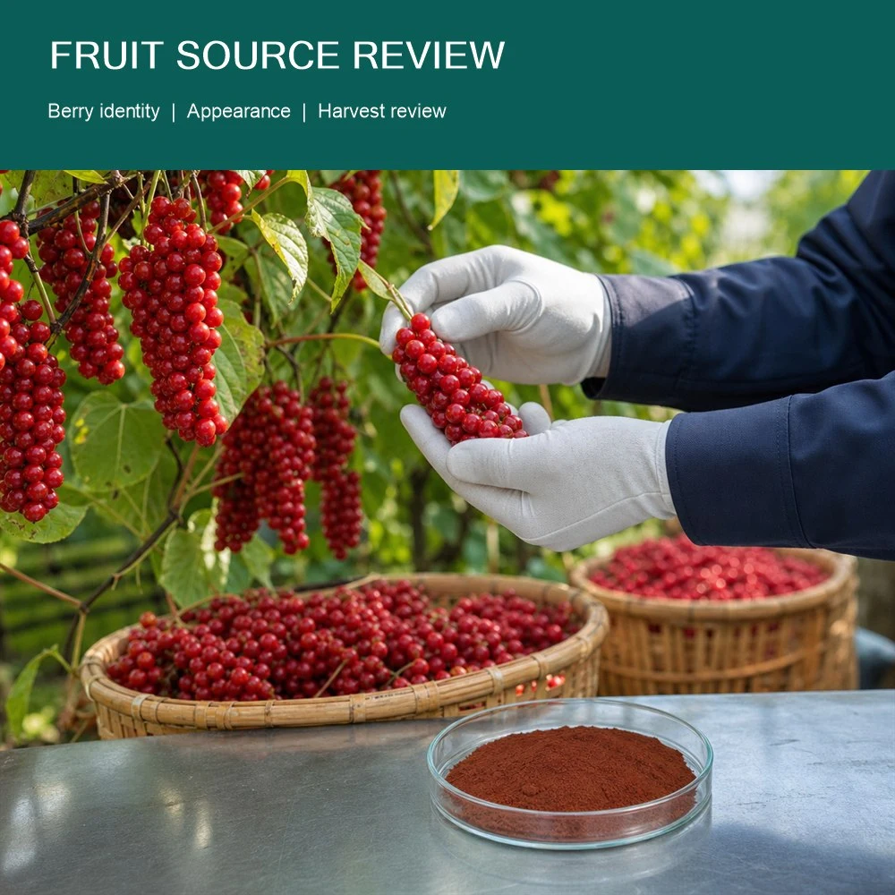 Schisandra Chinensis Extract ingredient and specification presentation
