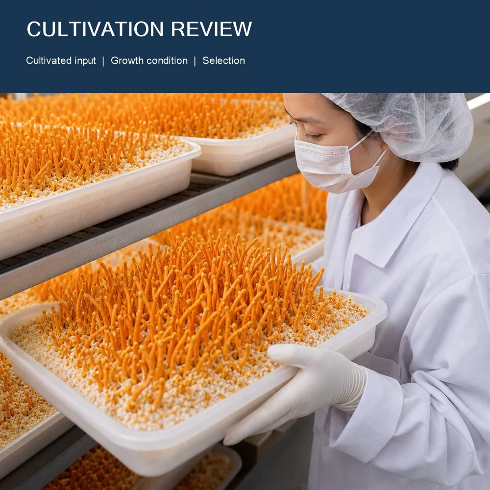 Cordyceps Mushroom Powder ingredient and specification presentation