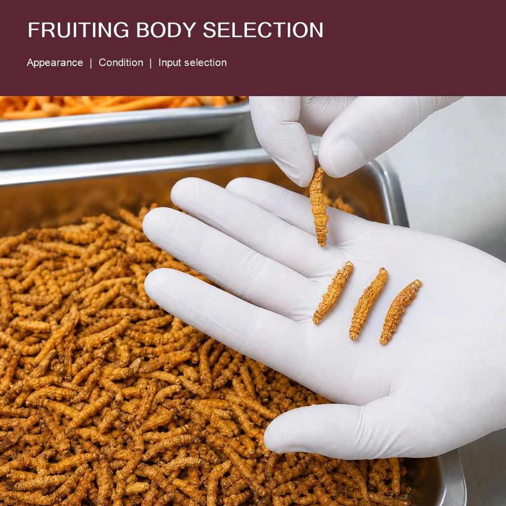 Cordyceps Extract ingredient and specification presentation
