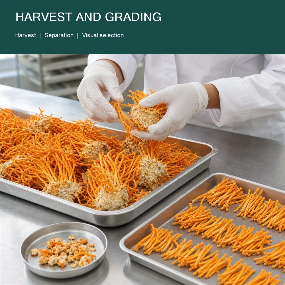 Cordyceps Powder Formulation Option ingredient and specification presentation