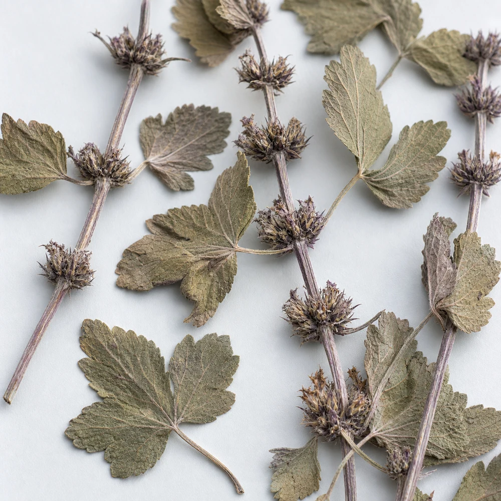 Motherwort Extract ingredient and specification presentation