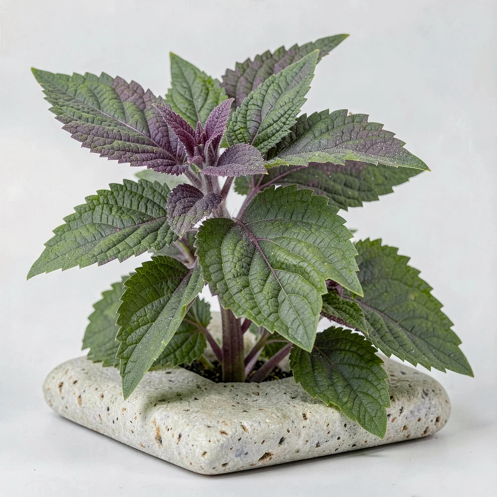 Perilla Leaf Extract ingredient and specification presentation