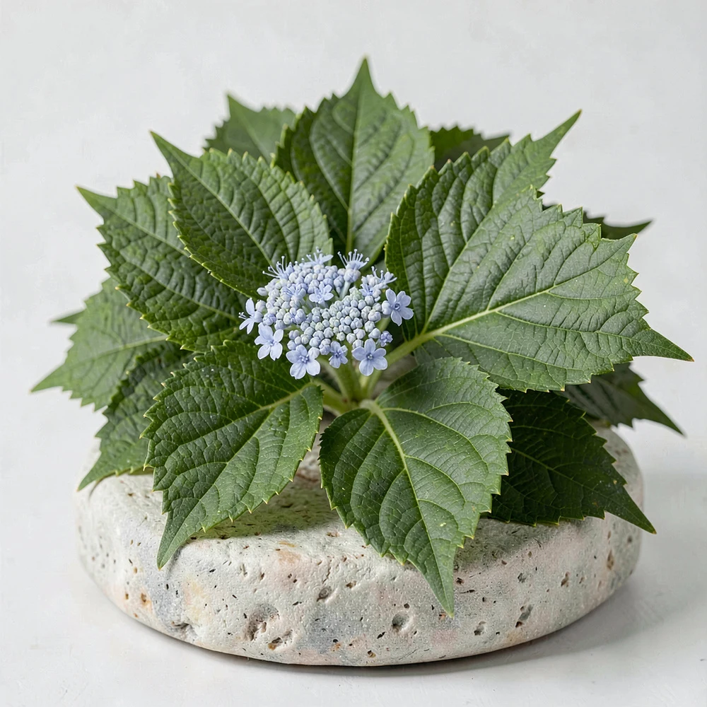 Hydrangea Leaf Extract ingredient and specification presentation