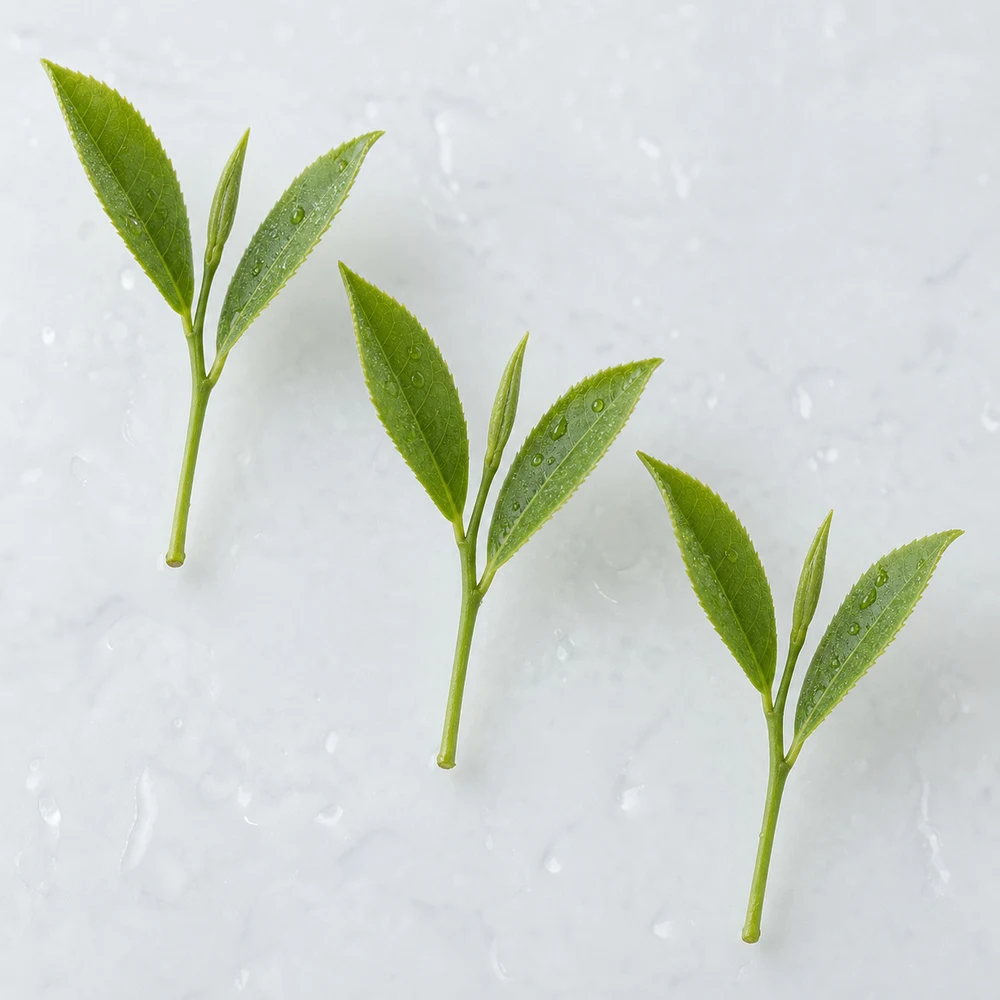 Green Tea Extract ingredient and specification presentation