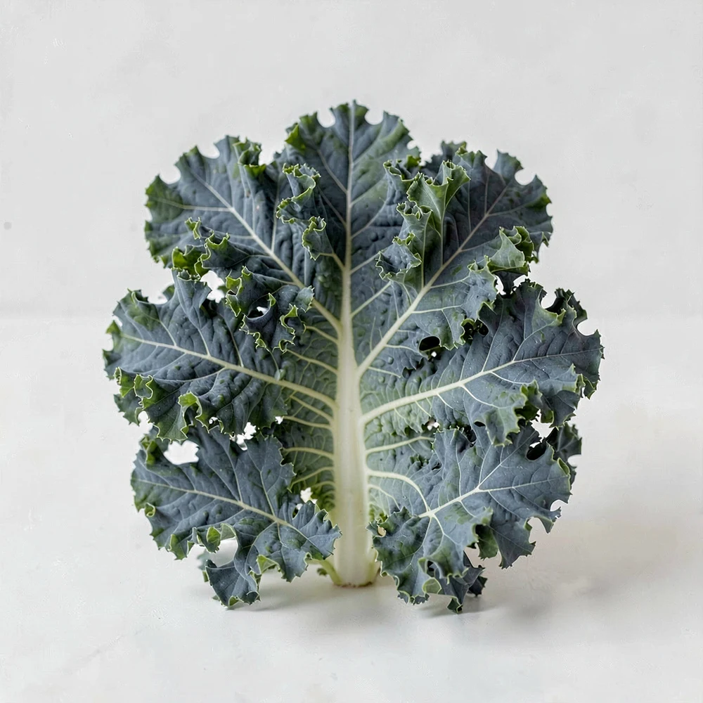 Kale Extract ingredient and specification presentation