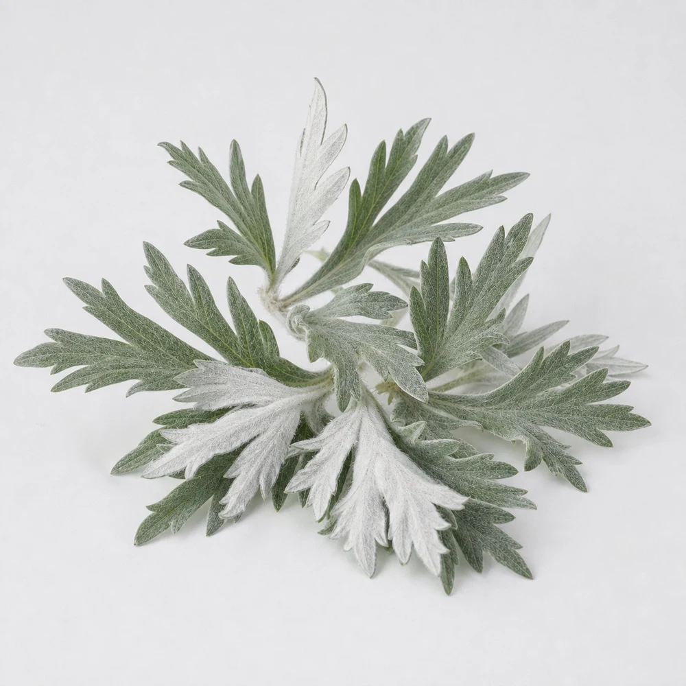 Mugwort Leaf Extract ingredient and specification presentation