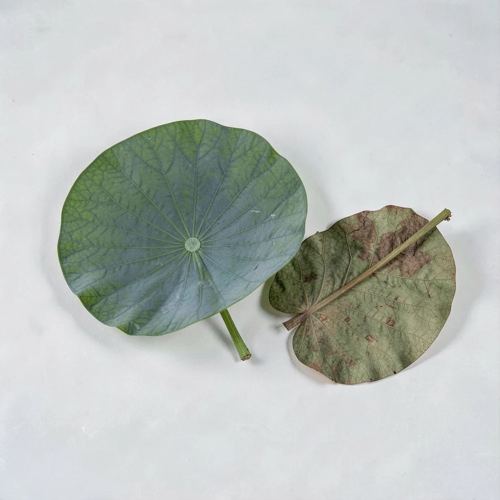 Lotus Leaf Extract ingredient and specification presentation