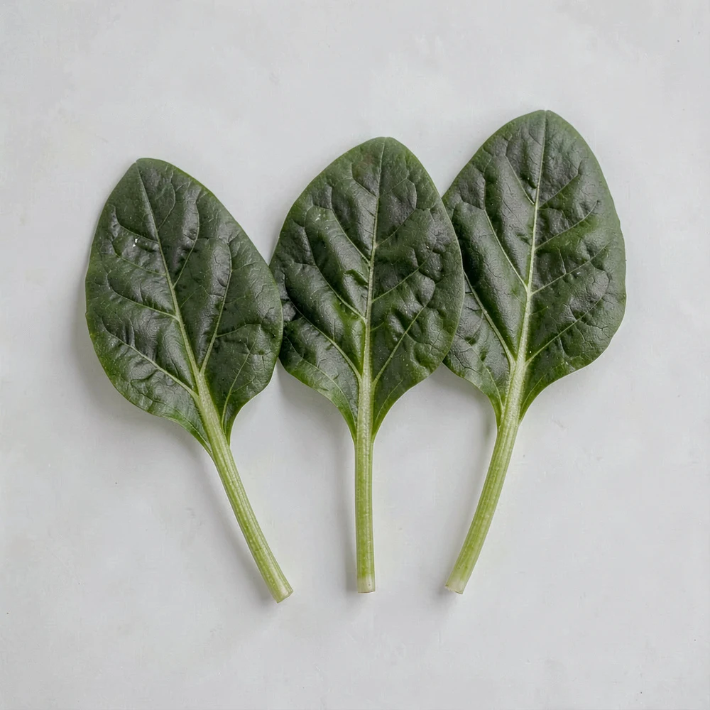 Spinach Powder ingredient and specification presentation