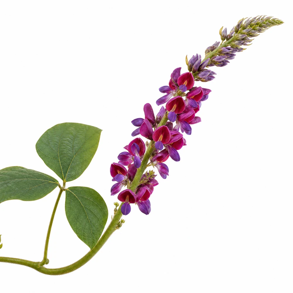 Kudzu Flower Extract ingredient and specification presentation