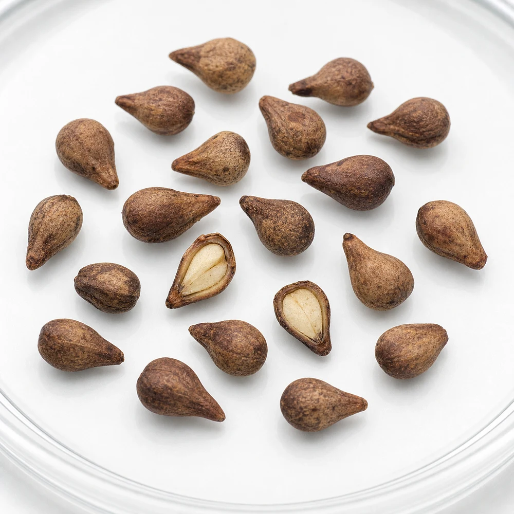 Grape Seed Extract ingredient and specification presentation