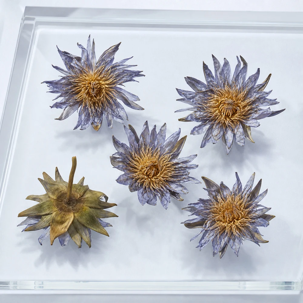 Blue Lotus Extract ingredient and specification presentation