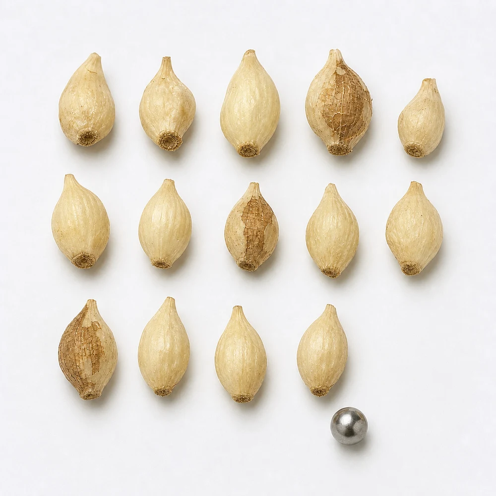 Allium Macrostemon Extract ingredient and specification presentation