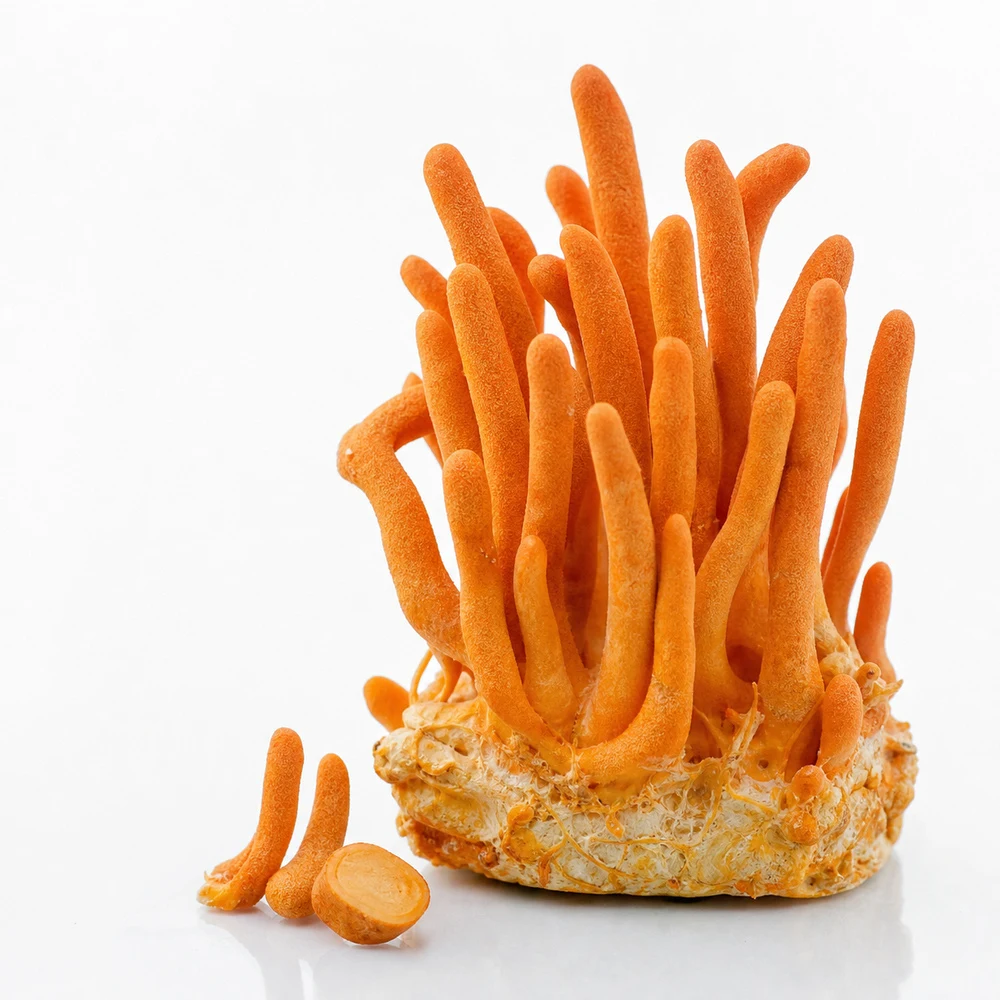 Cordyceps Mycelium Extract ingredient and specification presentation