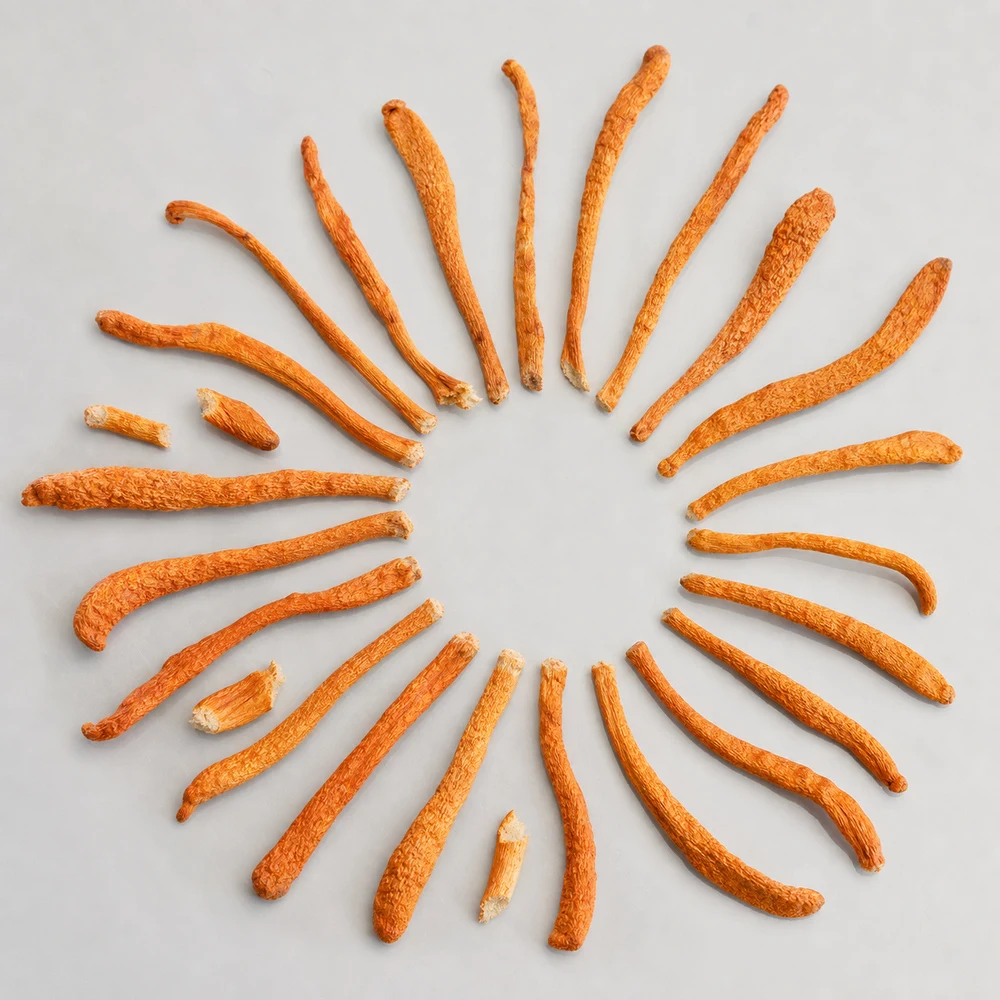 Cordyceps Mycelium Powder ingredient and specification presentation