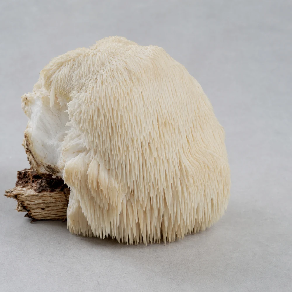 Organic Lion's Mane Mushroom Extract ingredient and specification presentation