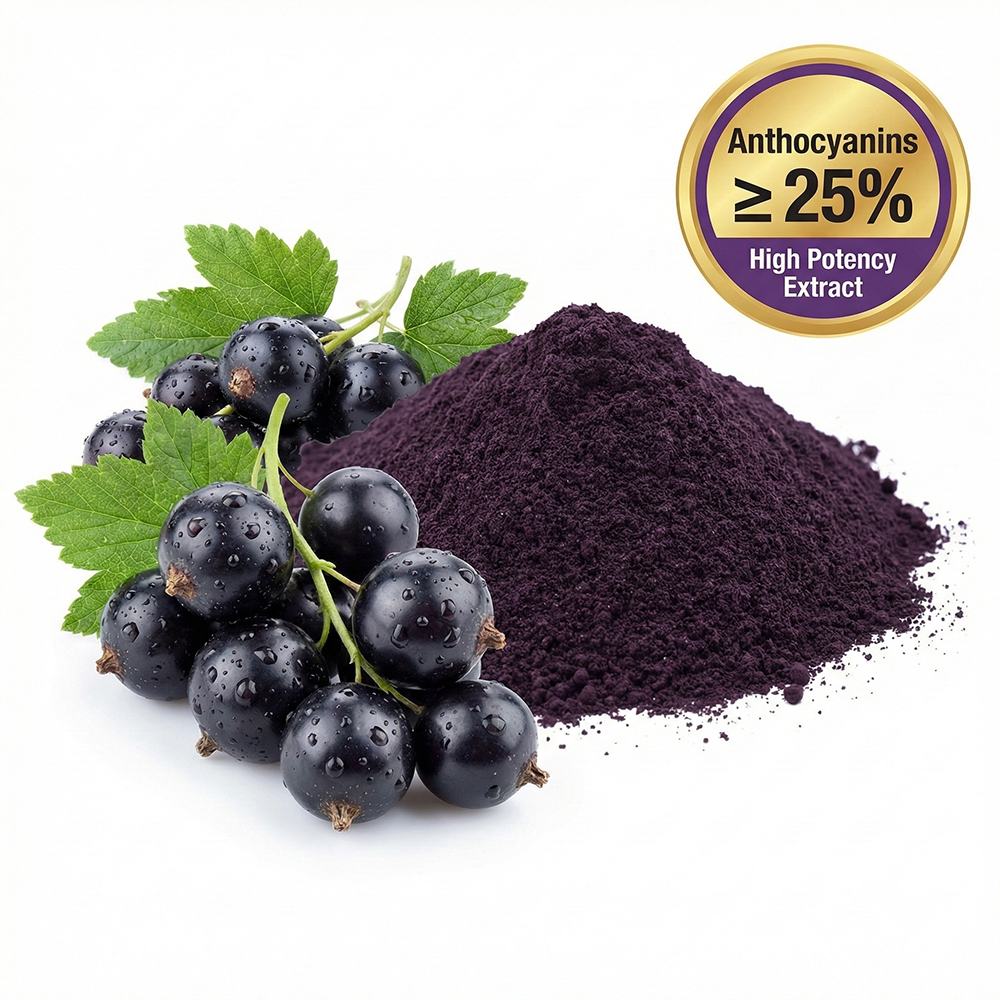 Black Currant Extract