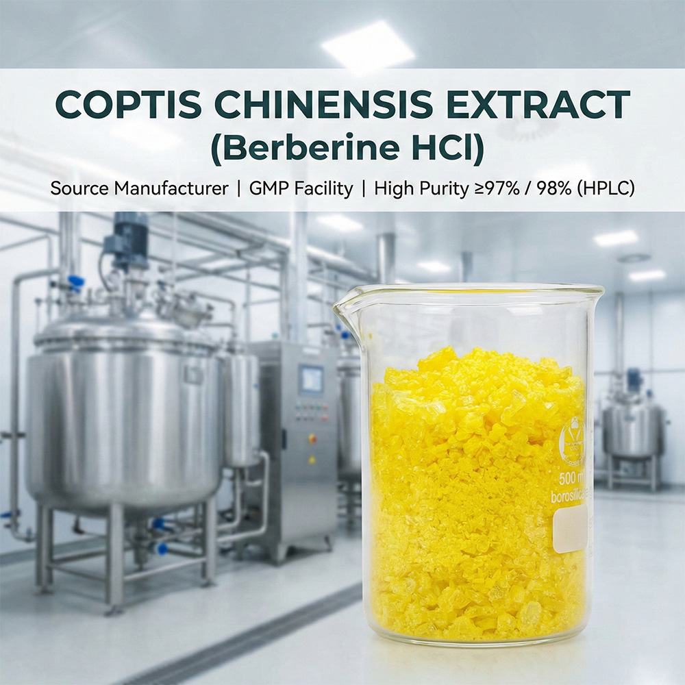 Coptis Chinensis Extract