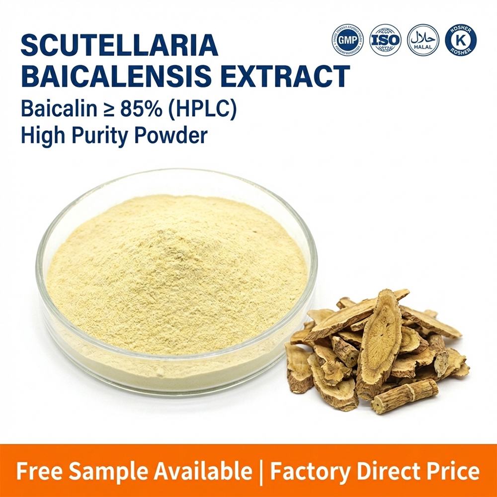 Baical Skullcap Extract