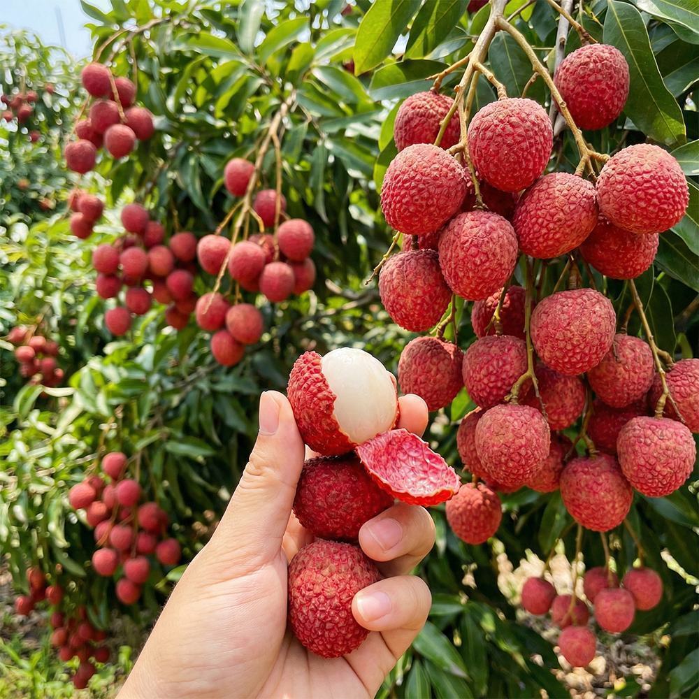 Litchi Peel Extract product detail image 2
