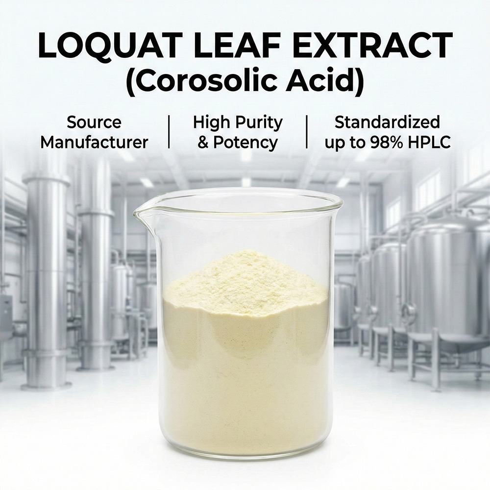 Loquat leaf Extract