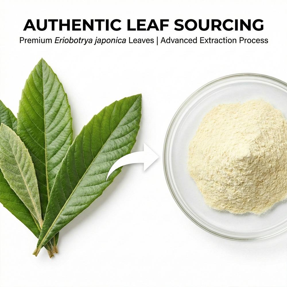 Loquat leaf Extract product detail image 3