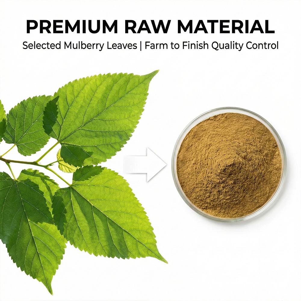 Mulberry Leaf Extract product detail image 3