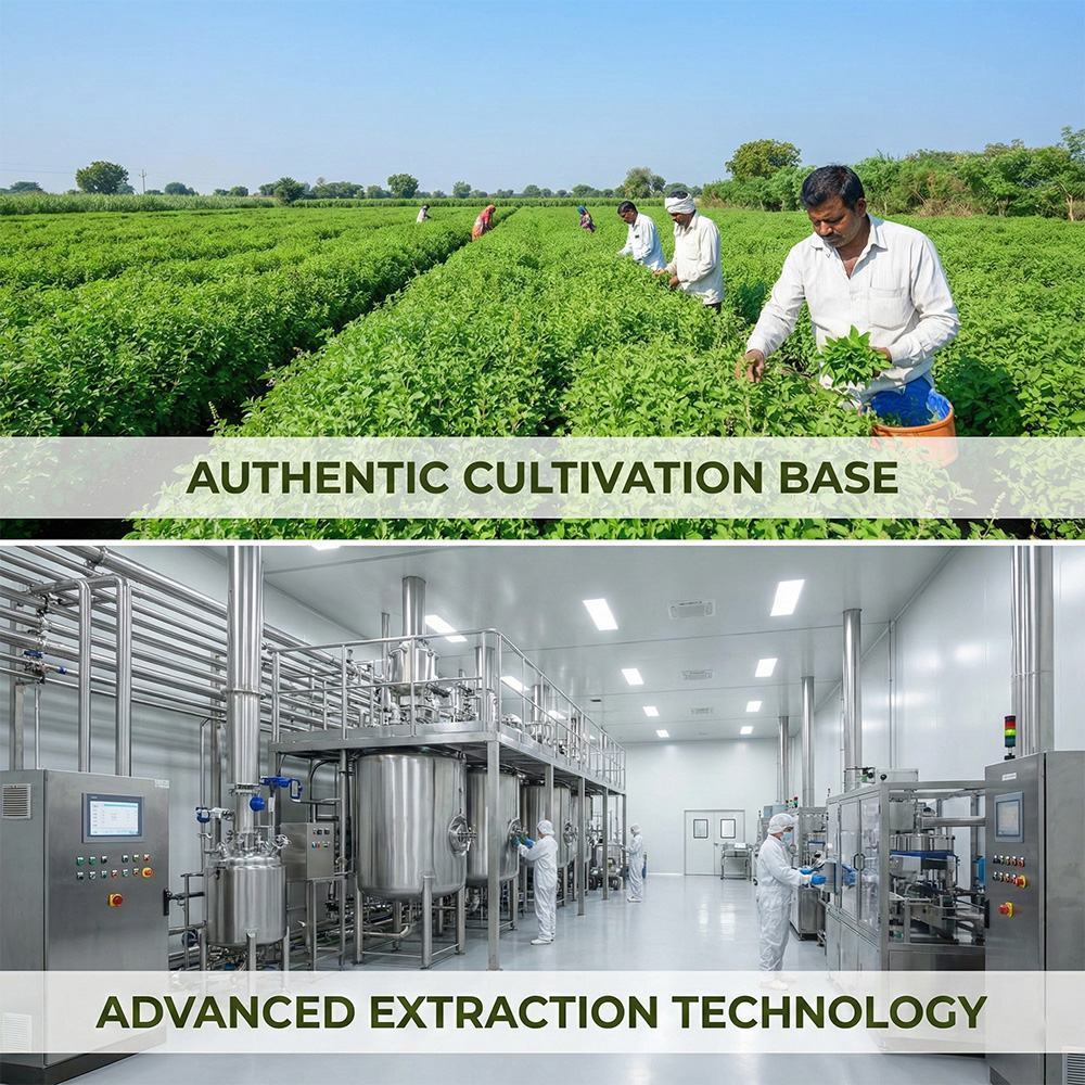 Holy Basil Extract product detail image 3