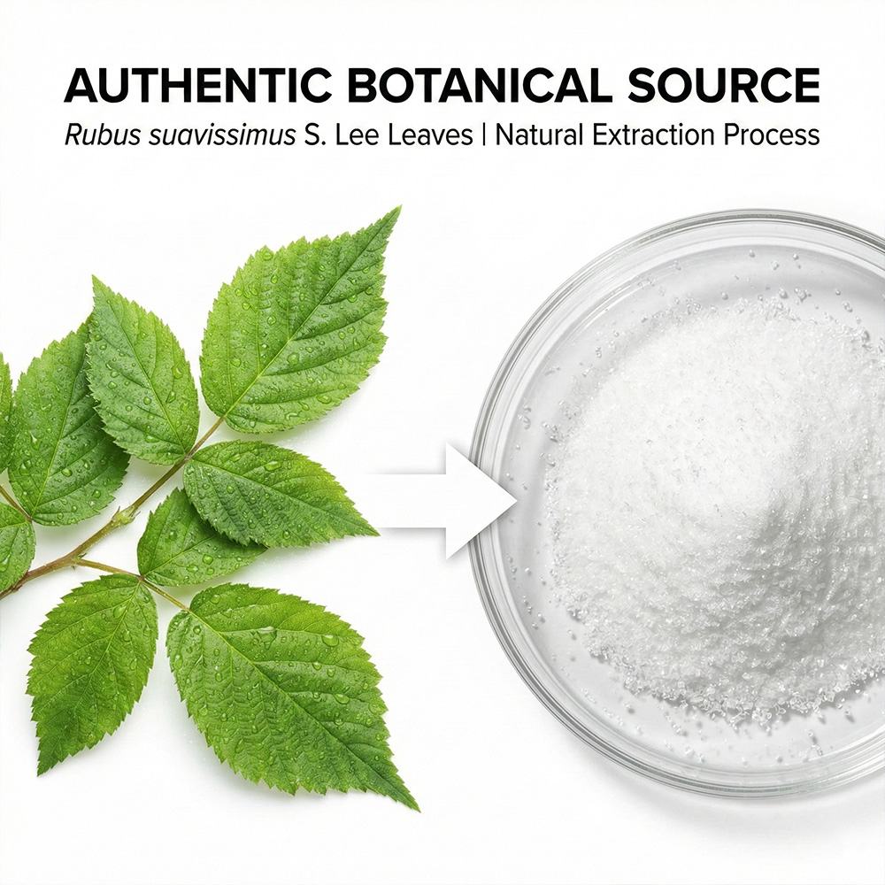 Sweet Tea Leaf Extract product detail image 3
