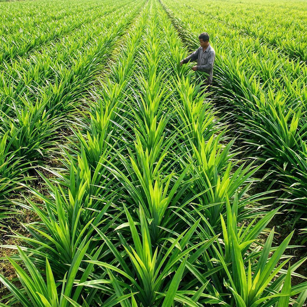 Pandan Leaf Extract product detail image 3