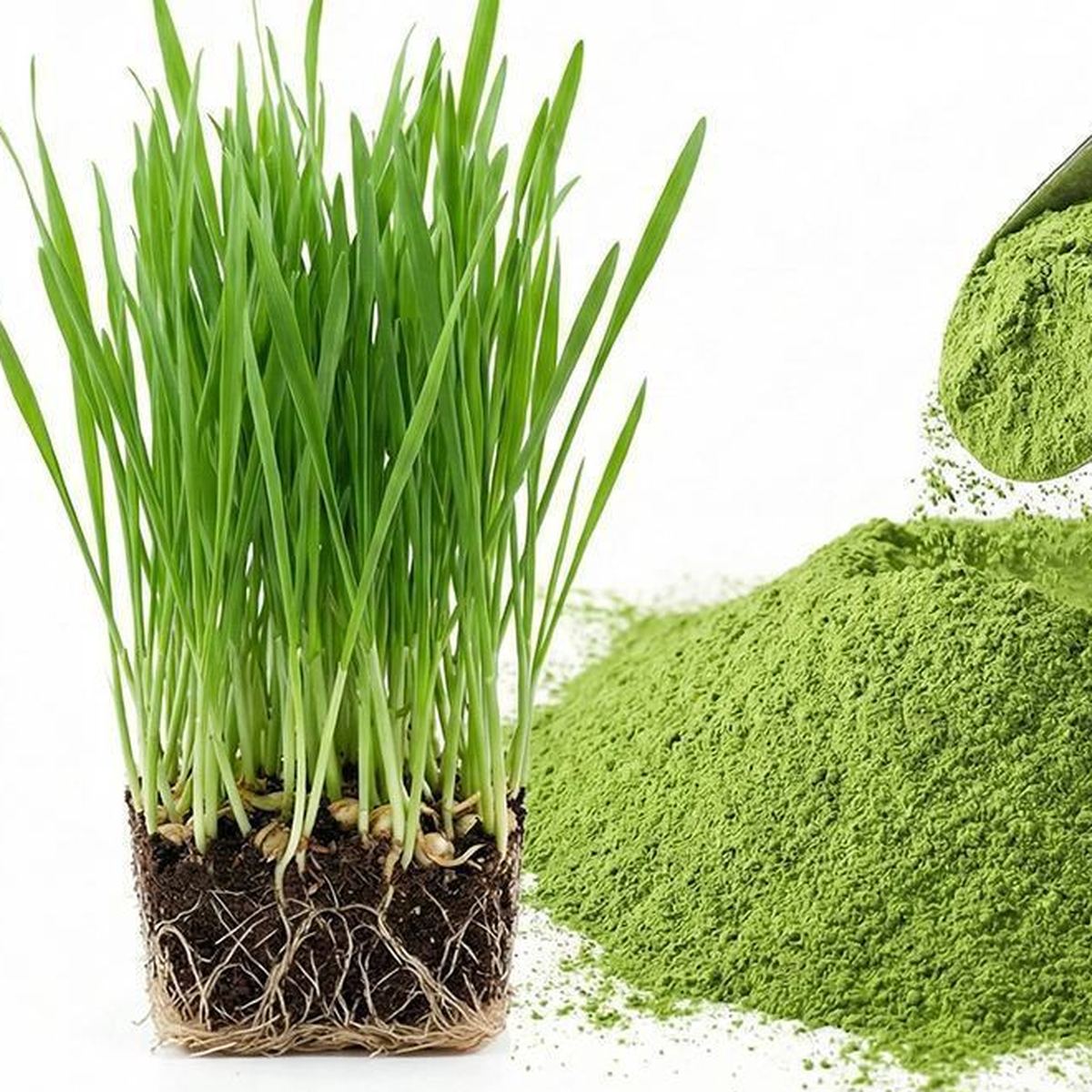 Wheatgrass Powder for Bulk Ingredient Sourcing product main image