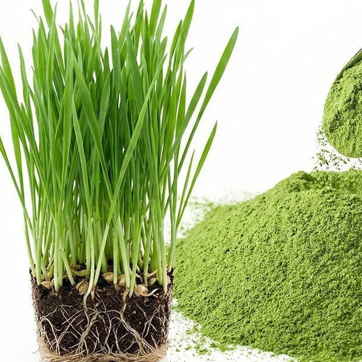 Wheatgrass Powder for Bulk Ingredient Sourcing product detail image 2