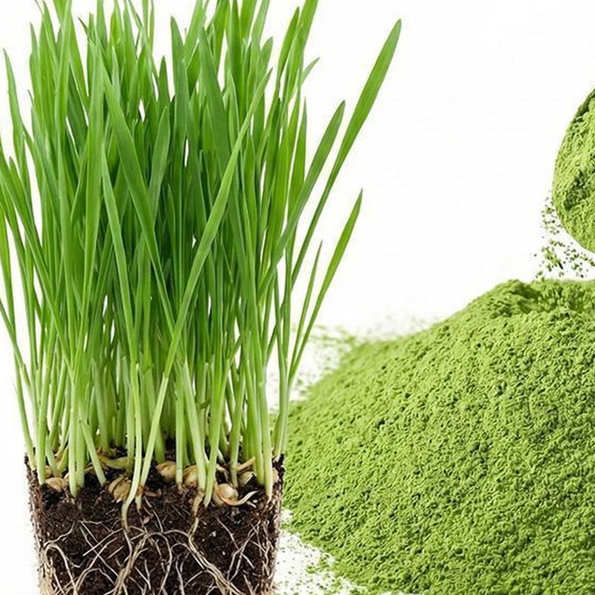 Wheatgrass Powder for Bulk Ingredient Sourcing product detail image 3