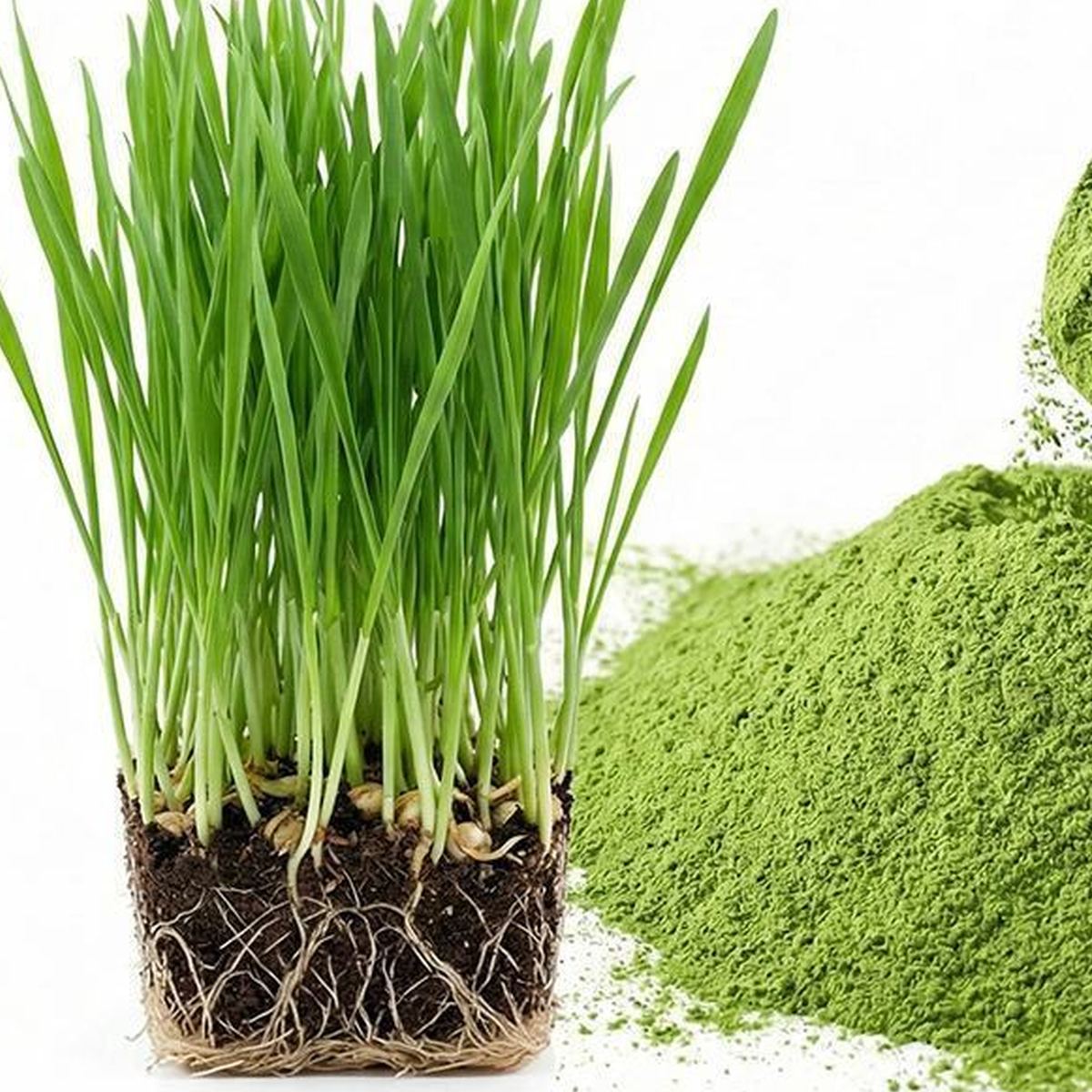 Wheatgrass Powder for Bulk Ingredient Sourcing product detail image 4