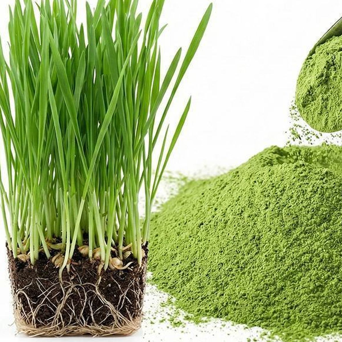 Wheatgrass Powder for Bulk Ingredient Sourcing product detail image 5
