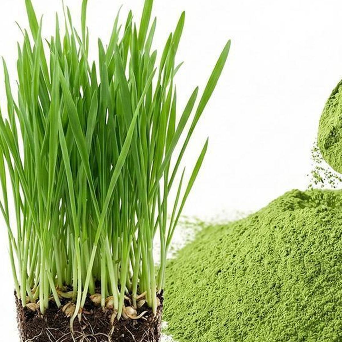 Wheatgrass Powder for Bulk Ingredient Sourcing product detail image 6