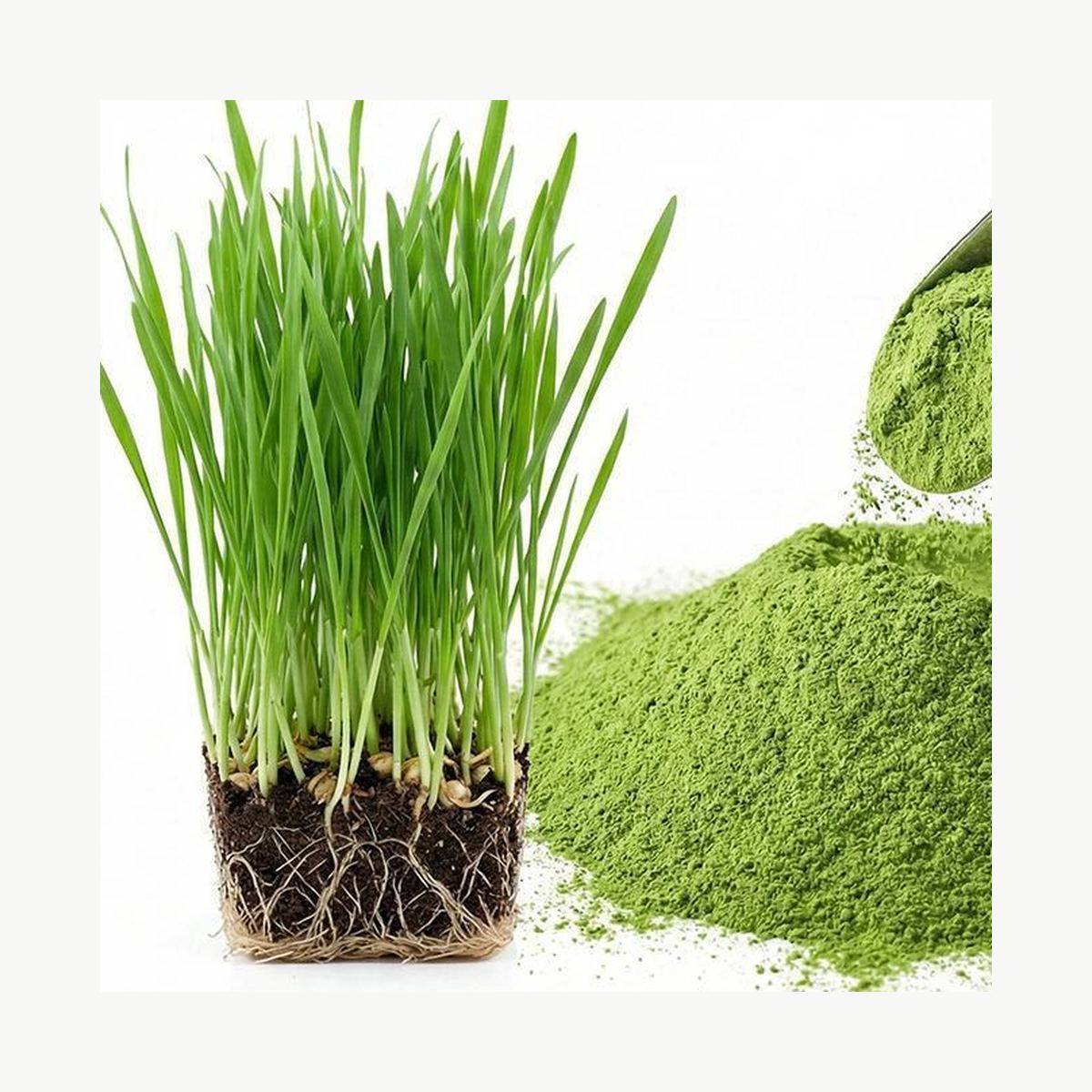 Wheatgrass Powder for Bulk Ingredient Sourcing product detail image 7