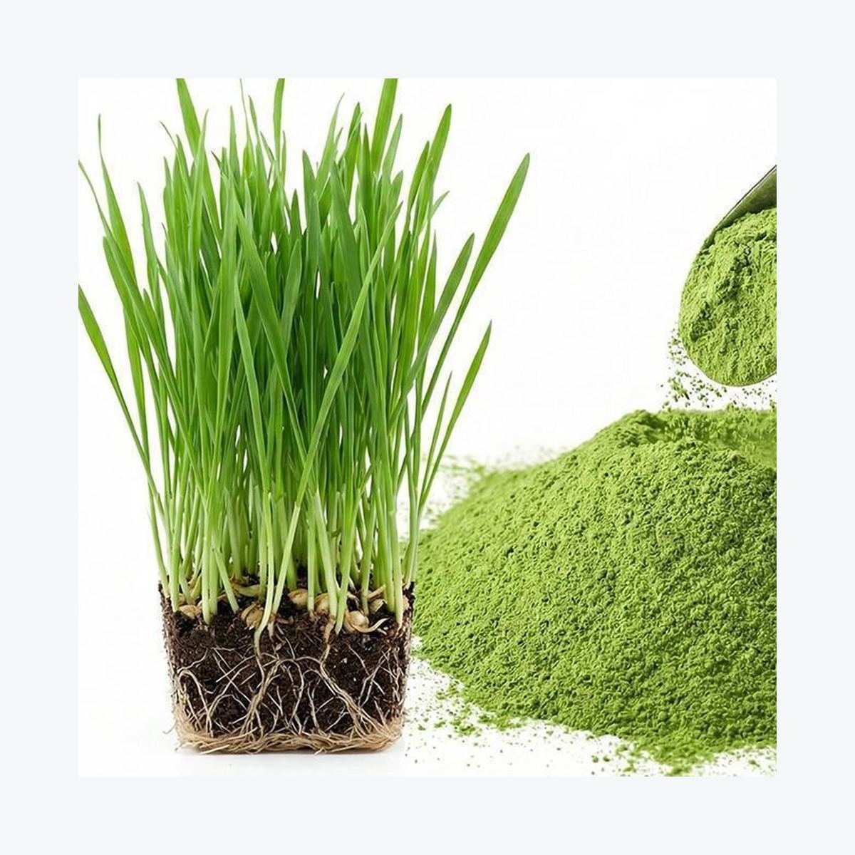 Wheatgrass Powder for Bulk Ingredient Sourcing product detail image 8