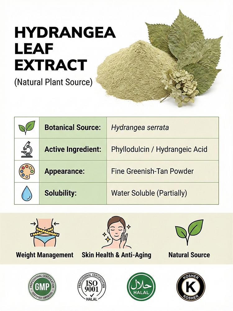Hydrangea Serrata Leaf Extract product detail image 7