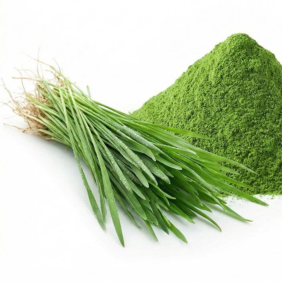 Oat Grass Powder for Bulk Ingredient Sourcing product main image