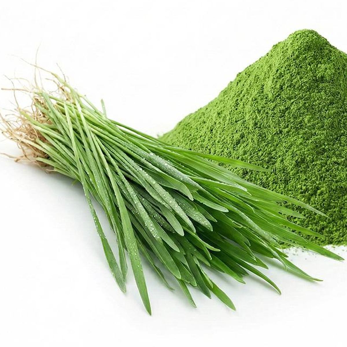 Oat Grass Powder for Bulk Ingredient Sourcing product detail image 2